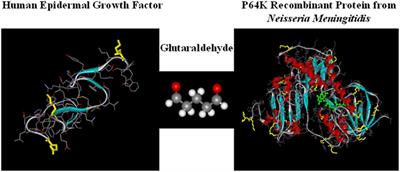 CIMAvax-EGF: A New Therapeutic Vaccine for Advanced Non-Small Cell Lung Cancer Patients